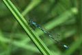 Coenagrion pulchellum