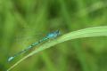 Coenagrion puella