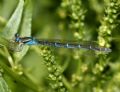 Coenagrion caerulescens