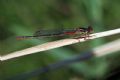 Ceriagrion tenellum