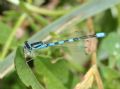 Coenagrion scitulum