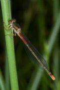 Ceriagrion tenellum