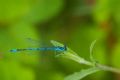 Coenagrion puella