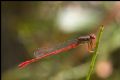 Ceriagrion tenellum