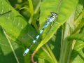 Coenagrion hastulatum