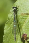 Coenagrion puella