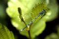 Coenagrion puella