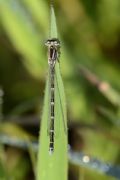 Coenagrion caerulescens