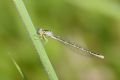 Coenagrion caerulescens