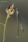 Coenagrion puella