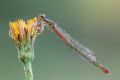 Ceriagrion tenellum