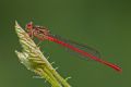 Ceriagrion tenellum