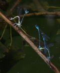 Coenagrion puella