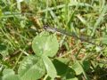 Coenagrion puella