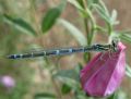 Coenagrion scitulum