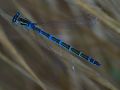 Coenagrion scitulum