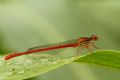 Ceriagrion tenellum