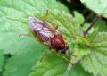 Coenomyia ferruginea