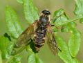 Coenomyia ferruginea