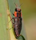 Buprestidae