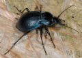 Carabidae