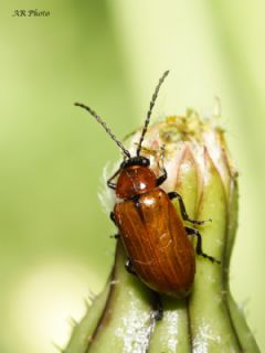 Chrysomelidae