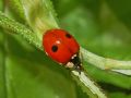 Coccinellidae