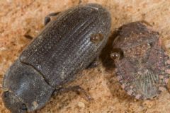 Corylophidae