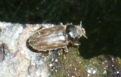 Heteroceridae