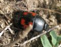 Histeridae
