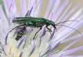 Oedemeridae