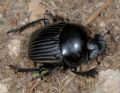 Scarabaeidae