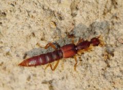 Staphylinidae