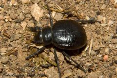 Tenebrionidae