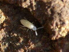 Cyphoderidae