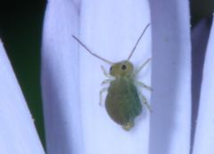 Dicyrtomidae