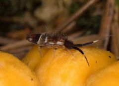 Entomobryidae