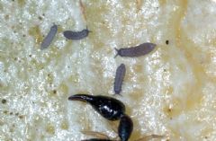 Hypogastruridae