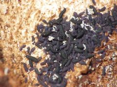 Poduridae
