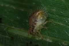Sminthuridae