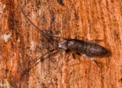 Tomoceridae