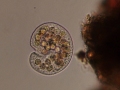 Colpodea