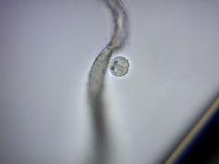 Colpodidae