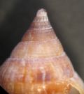 Columbella rustica