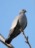 Columba oenas