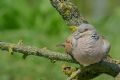 Streptopelia turtur