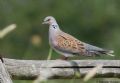 Streptopelia turtur