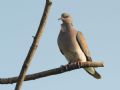 Streptopelia turtur