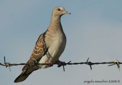 Columbidae