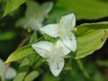 Tradescantia fluminensis